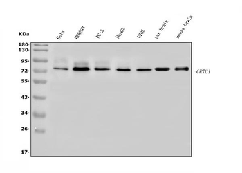 TORC1/CRTC1 Rabbit Polyclonal Antibody