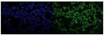 HNRNPH3 Rabbit Polyclonal Antibody