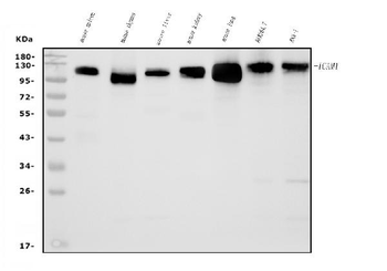 Icam1 Rabbit Polyclonal Antibody
