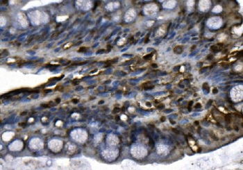 MCM4 Rabbit Polyclonal Antibody