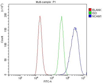NCAM1 Rabbit Polyclonal Antibody