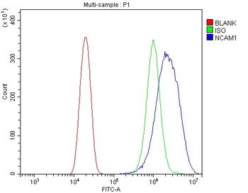 NCAM1 Rabbit Polyclonal Antibody