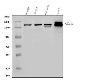 NCAM1 Rabbit Polyclonal Antibody