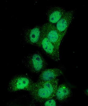 Poliovirus Receptor/PVR Rabbit Polyclonal Antibody