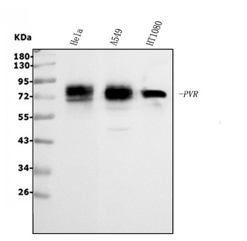 Poliovirus Receptor/PVR Rabbit Polyclonal Antibody