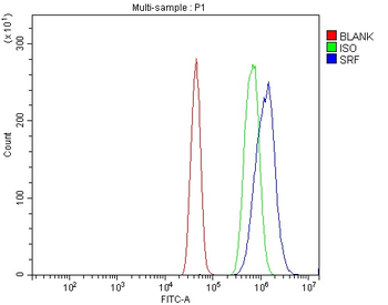 Serum Response Factor/SRF Rabbit Polyclonal Antibody
