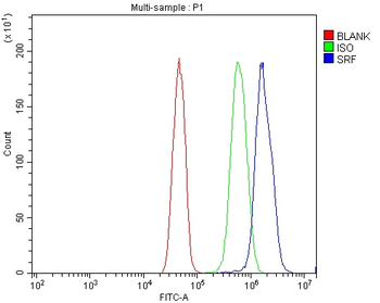 Serum Response Factor/SRF Rabbit Polyclonal Antibody
