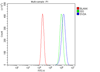 SV2A Rabbit Polyclonal Antibody