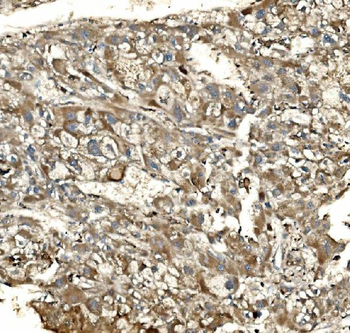 SV2A Rabbit Polyclonal Antibody