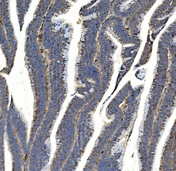 SV2A Rabbit Polyclonal Antibody