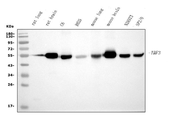 IRF3 Mouse Monoclonal Antibody