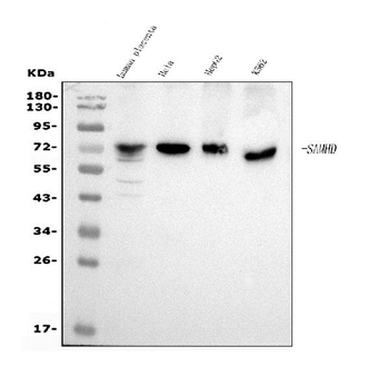 SAMHD1 Mouse Monoclonal Antibody