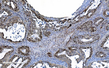 MCM6 Mouse Monoclonal Antibody