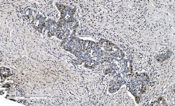 MCM6 Mouse Monoclonal Antibody