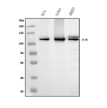 MCM6 Mouse Monoclonal Antibody