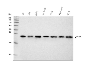 HP1 alpha/CBX5 Mouse Monoclonal Antibody