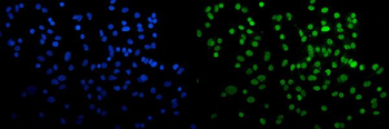 HP1 alpha/CBX5 Mouse Monoclonal Antibody