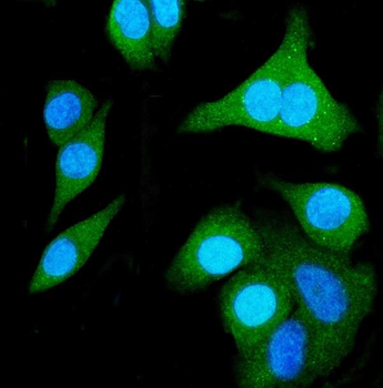 SHMT1 Mouse Monoclonal Antibody