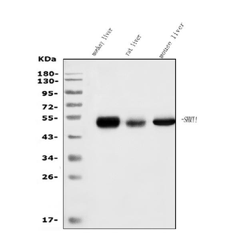 SHMT1 Mouse Monoclonal Antibody