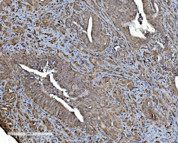REA/PHB2 Mouse Monoclonal Antibody