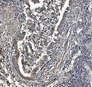 REA/PHB2 Mouse Monoclonal Antibody