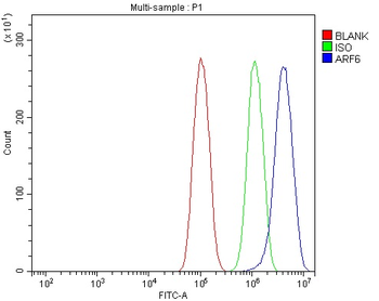 ARF6 Rabbit Polyclonal Antibody