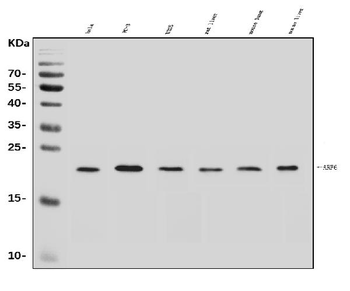 ARF6 Rabbit Polyclonal Antibody