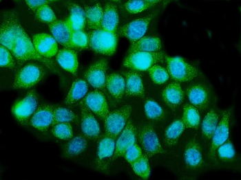 Caspase-5/CASP5 Rabbit Polyclonal Antibody
