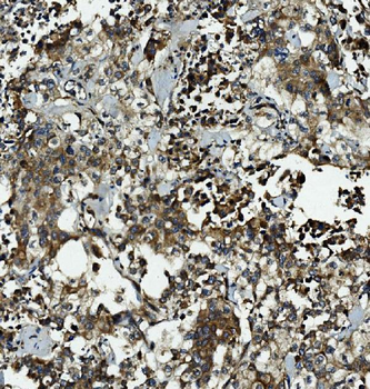 Caspase-5/CASP5 Rabbit Polyclonal Antibody