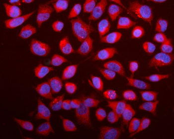 Caspase-9/CASP9 Rabbit Polyclonal Antibody