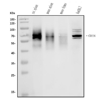 CD226 Rabbit Polyclonal Antibody