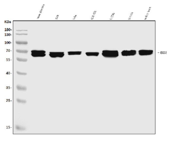 EHD3 Rabbit Polyclonal Antibody