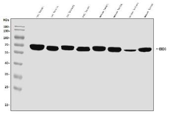 EHD3 Rabbit Polyclonal Antibody