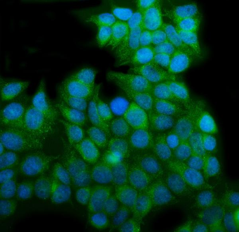 EHD3 Rabbit Polyclonal Antibody