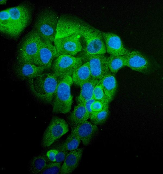 EPRS1/PARS Rabbit Polyclonal Antibody