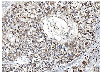 IDO-2/IDO2/IDO Rabbit Polyclonal Antibody
