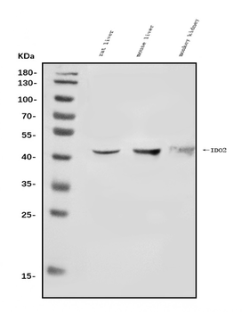 IDO-2/IDO2/IDO Rabbit Polyclonal Antibody