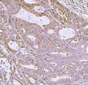 IRF3 Rabbit Polyclonal Antibody