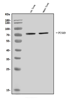 PCSK9 Rabbit Polyclonal Antibody