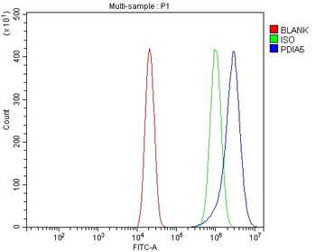 PDIA5 Rabbit Polyclonal Antibody