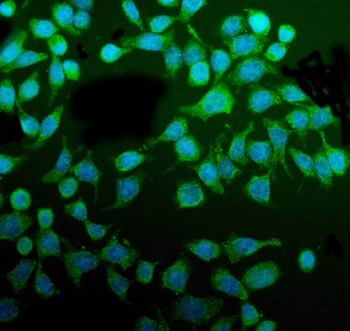 PDIA5 Rabbit Polyclonal Antibody