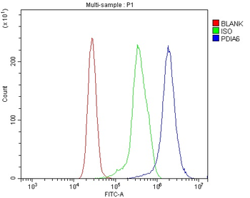 PDIA6 Rabbit Polyclonal Antibody