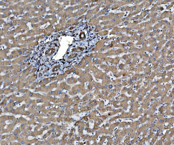 PDIA6 Rabbit Polyclonal Antibody