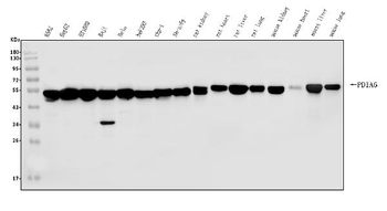 PDIA6 Rabbit Polyclonal Antibody