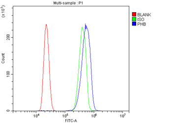 Prohibitin/PHB Rabbit Polyclonal Antibody