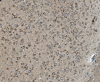 Prohibitin/PHB Rabbit Polyclonal Antibody