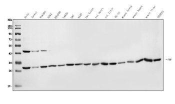 Prohibitin/PHB Rabbit Polyclonal Antibody