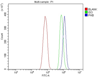 Prohibitin/PHB Rabbit Polyclonal Antibody