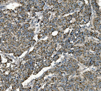 Prohibitin/PHB Rabbit Polyclonal Antibody