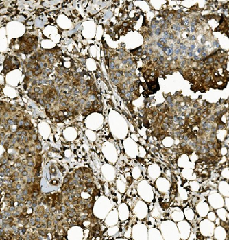 Prohibitin/PHB Rabbit Polyclonal Antibody